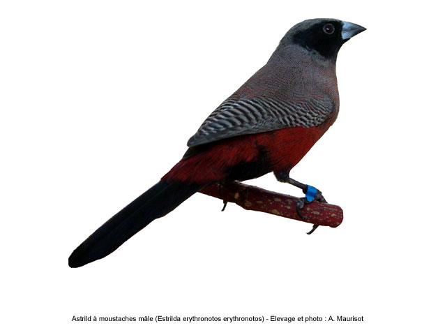 L'oiseau du jour