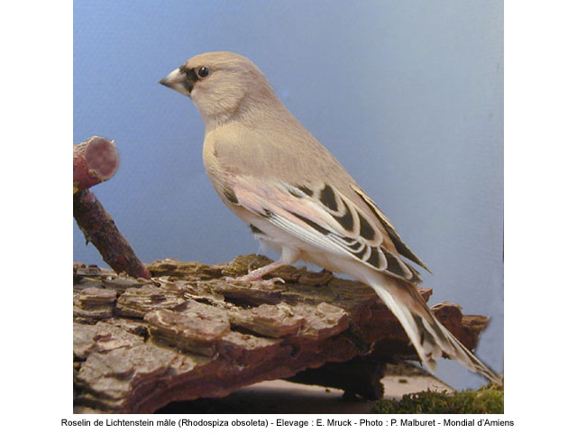 L'oiseau du jour