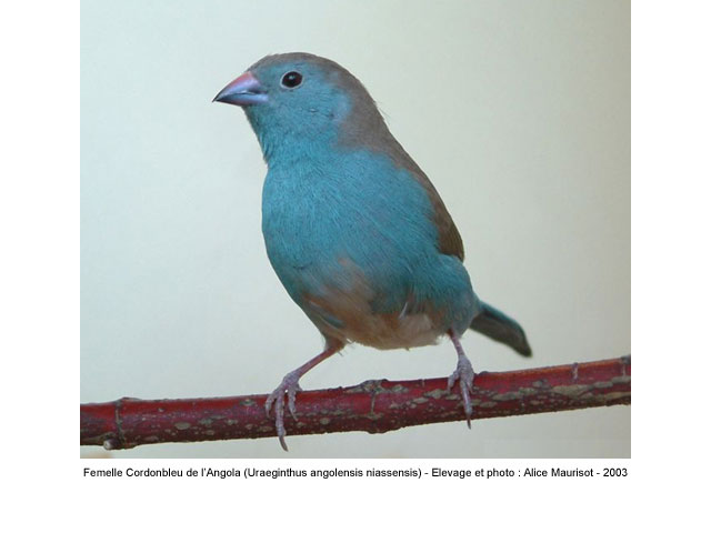 L'oiseau du jour