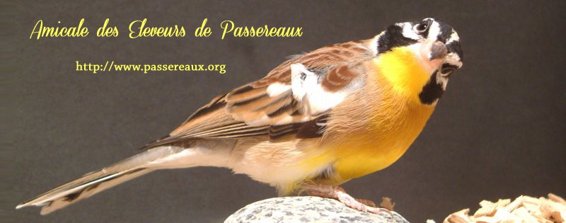 Amicale des Eleveurs de Passereaux (AEP)