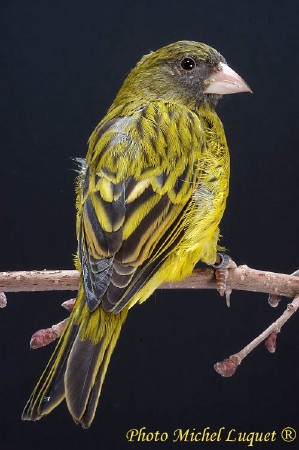 Serin d'Abyssinie