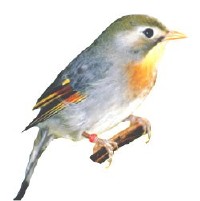 Léiothrix jaune Léiothrix jaune