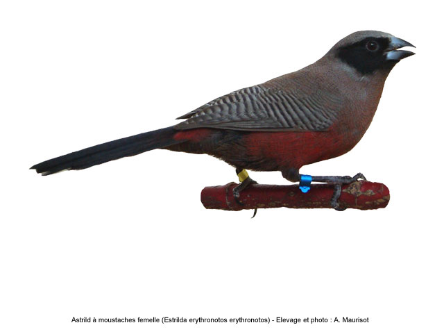 L'oiseau du jour
