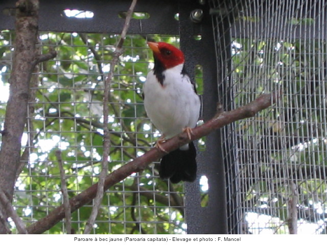 L'oiseau du jour